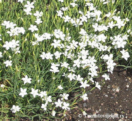  Dianthus deltoides Albus